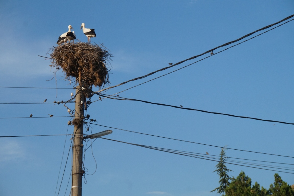 There were soo many active stork nests built on telephone poles from Croatia all the way down to Turkey.