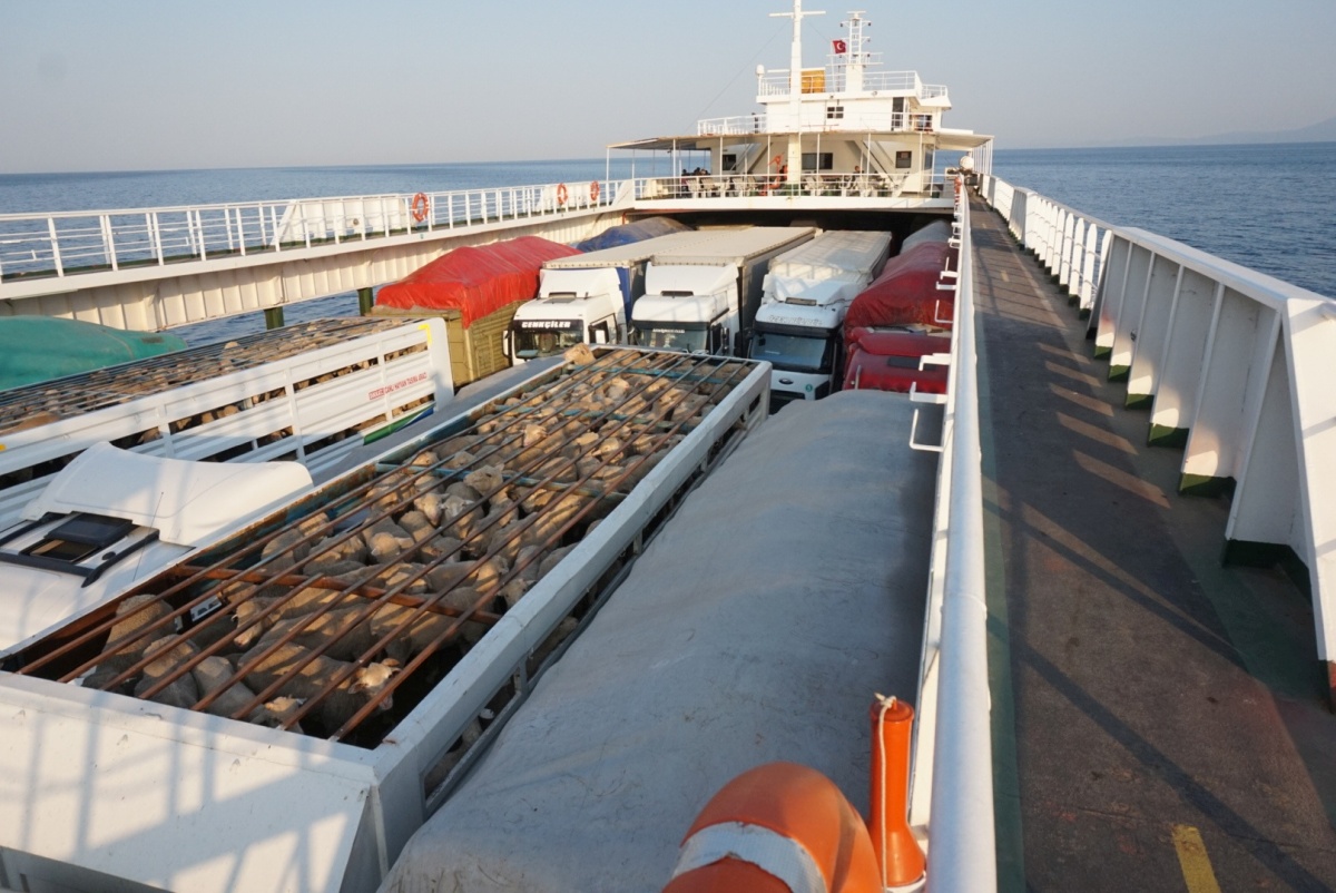 We shared the ferry ride from with lots of animals. It was impressive watching the truck drivers cram into this ferry deck without an inch of wasted space.