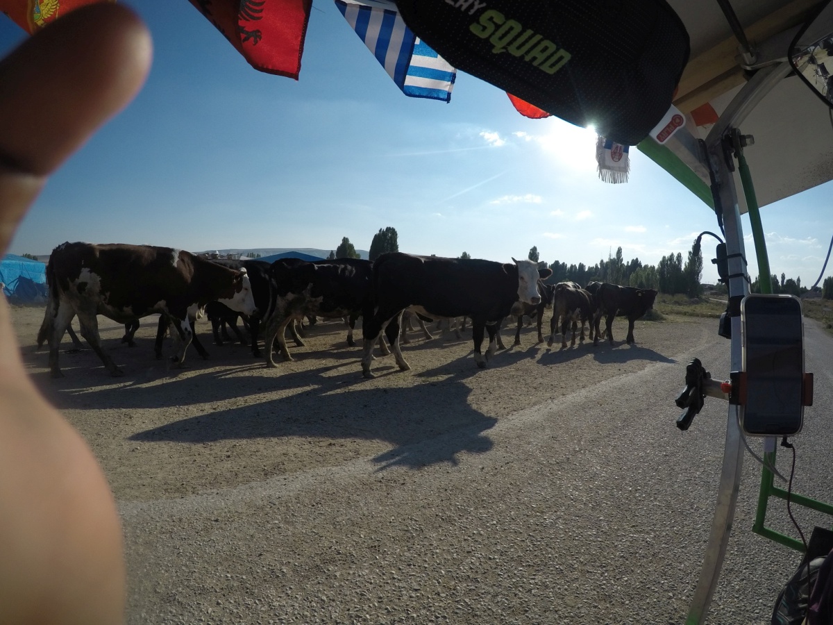 The cattle seemed to know how to stay out of our way whenever we biked passed. They are gentle beasts